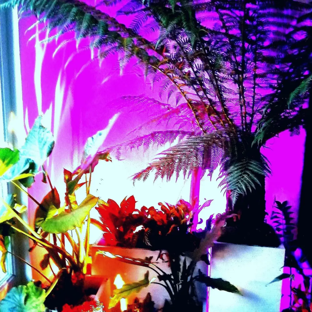 decoration-plantes-interieur